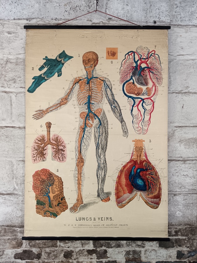 Lungs and Veins Antique Poster (1).jpg